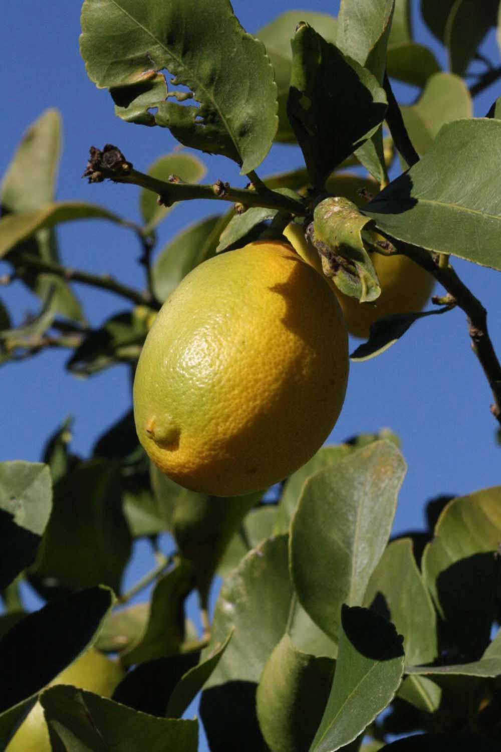              Fruit (Riverside, CA)       